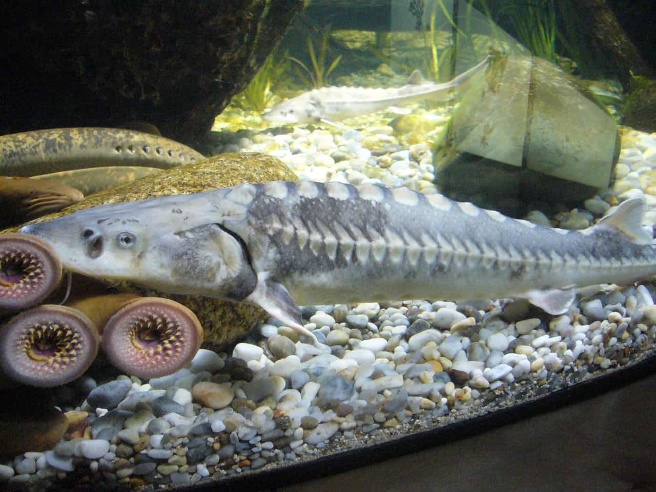 Adriatic Sturgeon