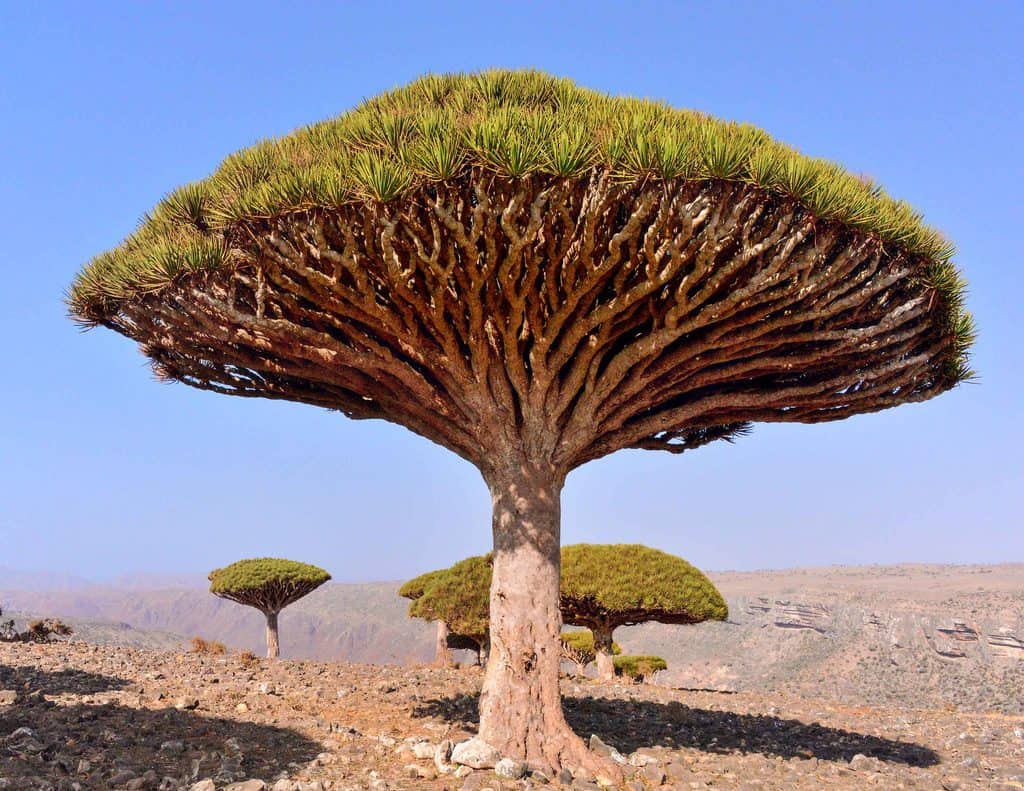 13 Rarest Plants In The World Rarest Org