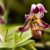 10 Rarest Orchids in the World