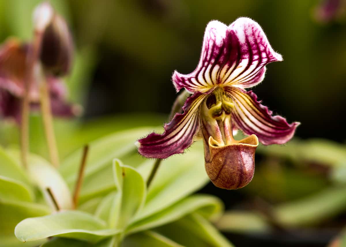 Rare Orchids