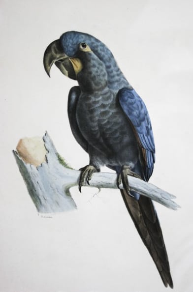 Glaucous Macaw 