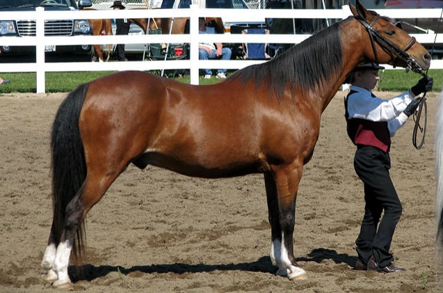 10 Rarest Horse Breeds In The World Rarest Org
