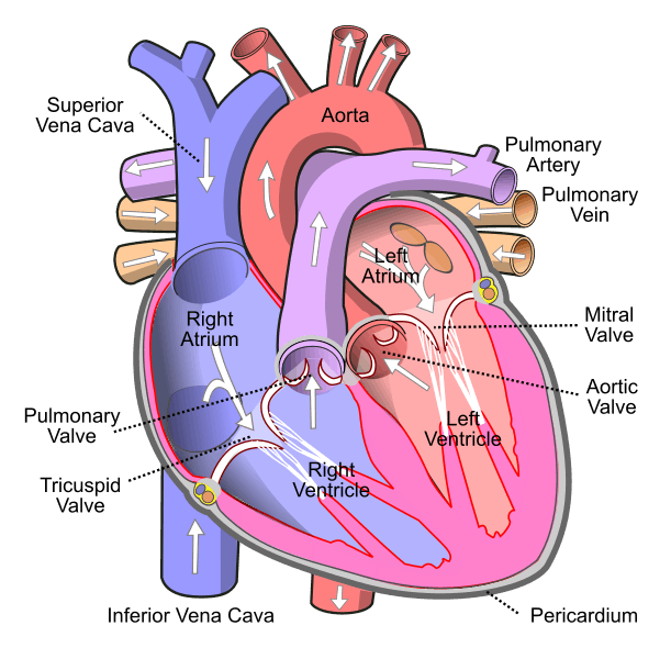 Heart Cancer (Primary Cardiac Tumor)