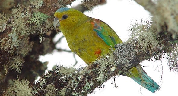 Indigo-winged Parrot 