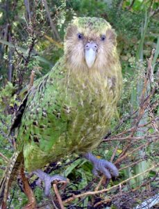 10 Rarest Parrots in the World - Rarest.org