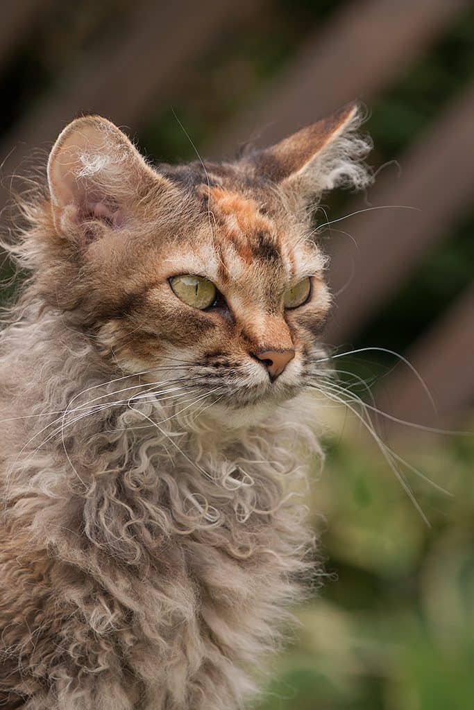 10 Rarest Cat Breeds in the World | Rarest.org