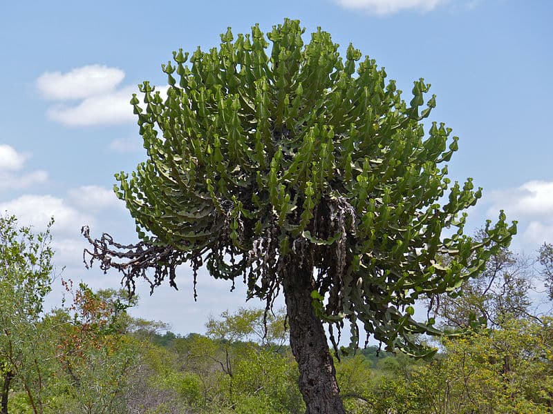 Candelabra Tree