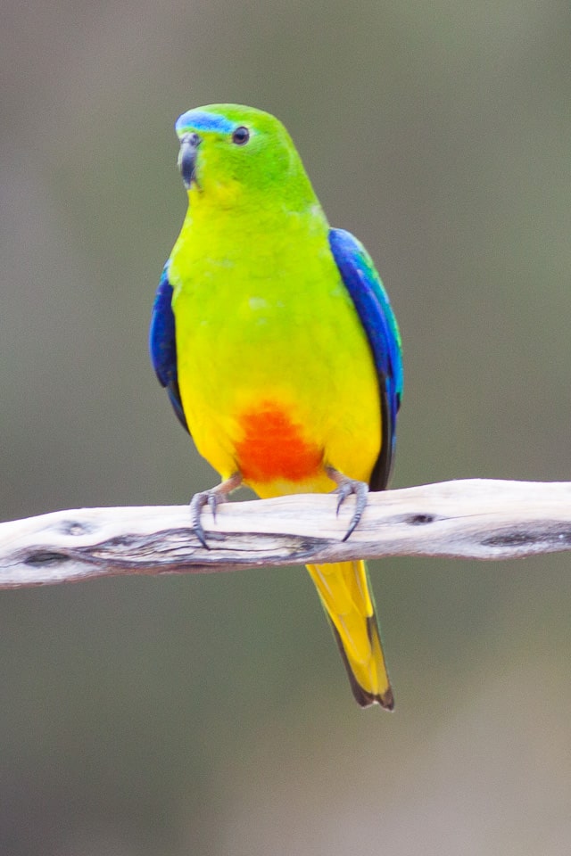 Orange-bellied Parrot 