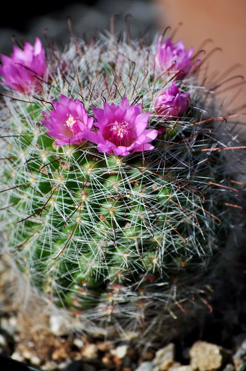 Rose Pincushion Cactus