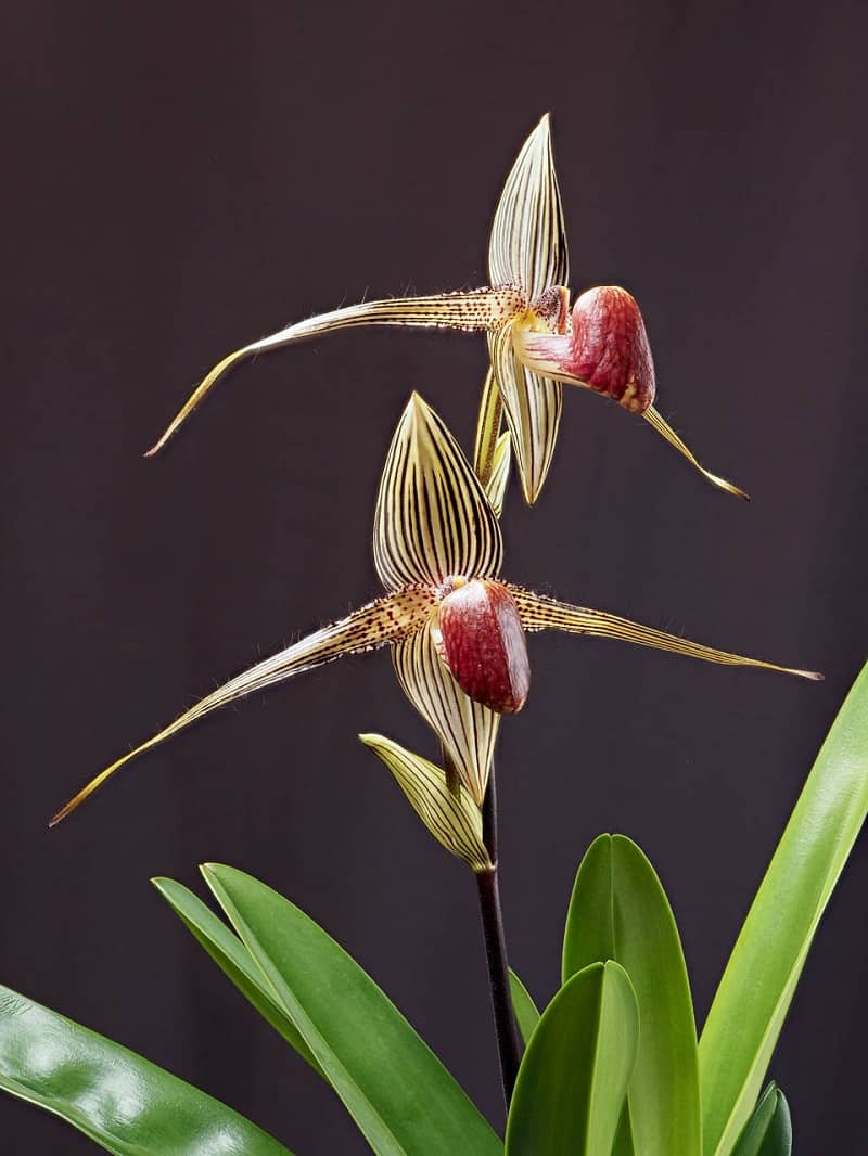 10 Rarest Orchids in the World - Rarest.org