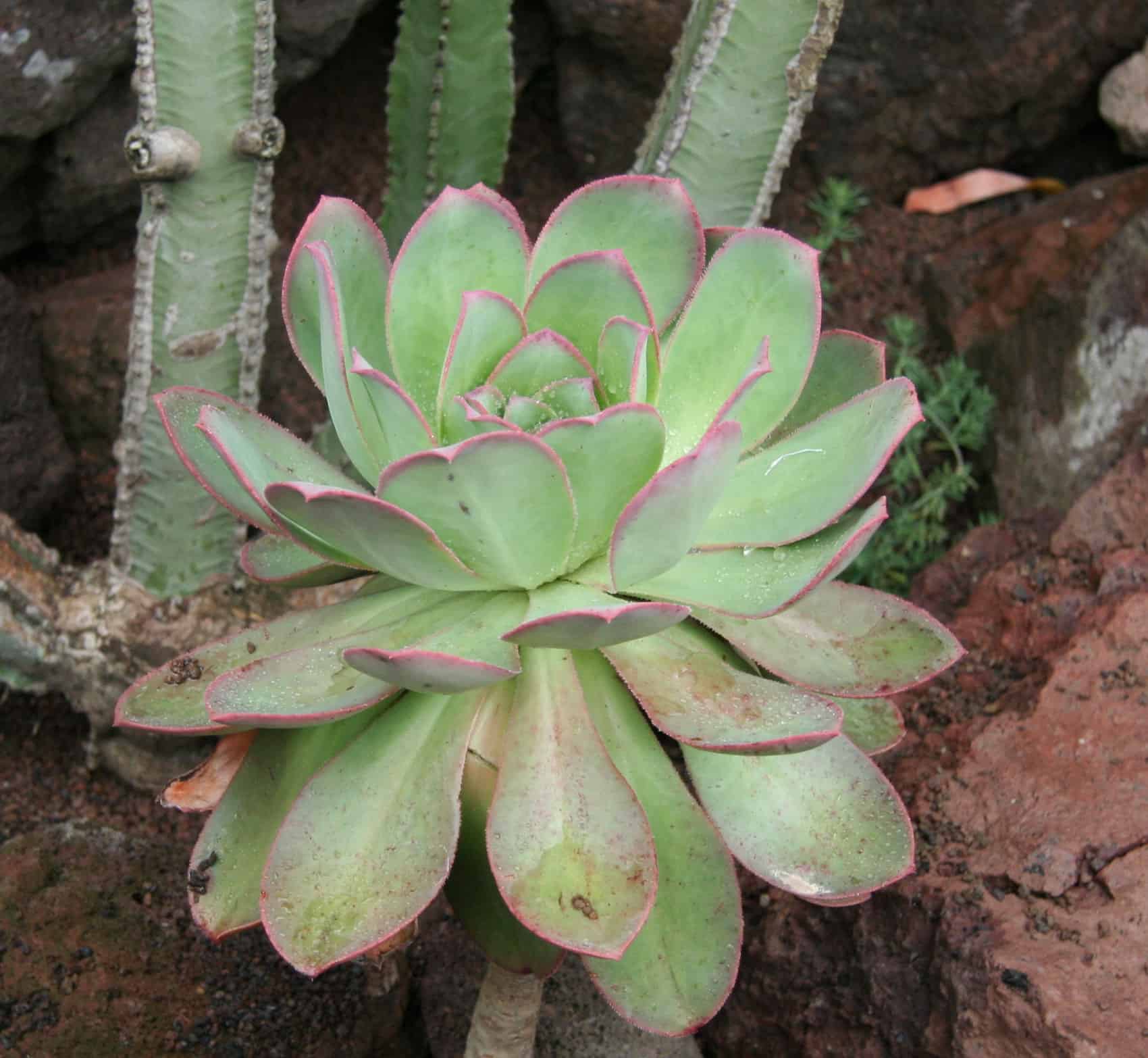 What Is The Most Rare Succulent