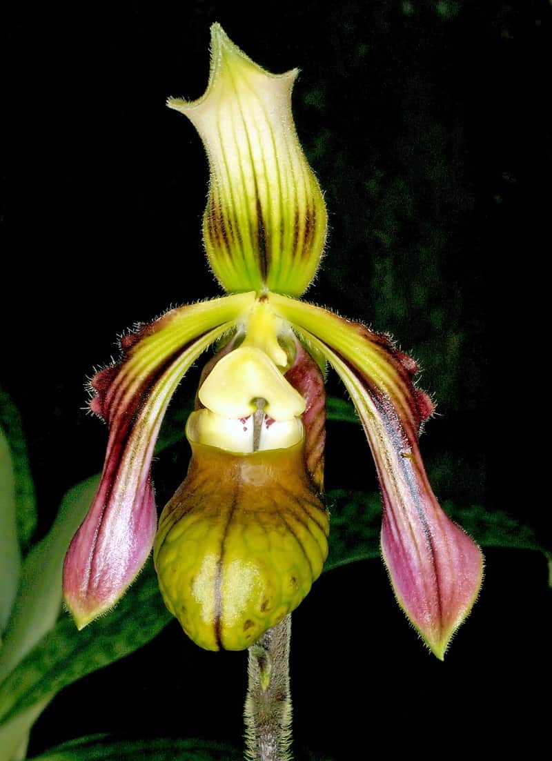 10 Rarest Orchids in the World - Rarest.org
