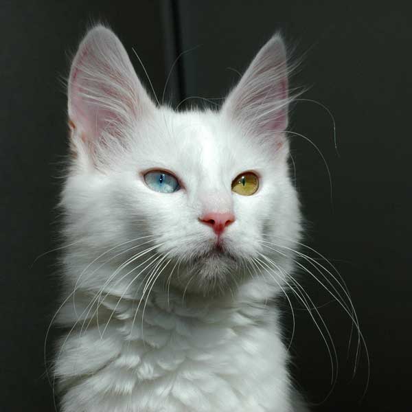 Turkish Angora