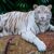 6 Rarest Tiger Species in the World