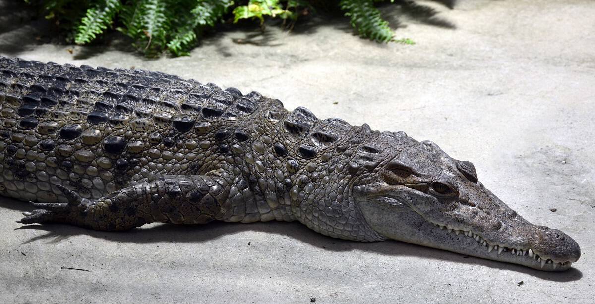Philippine Crocodile
