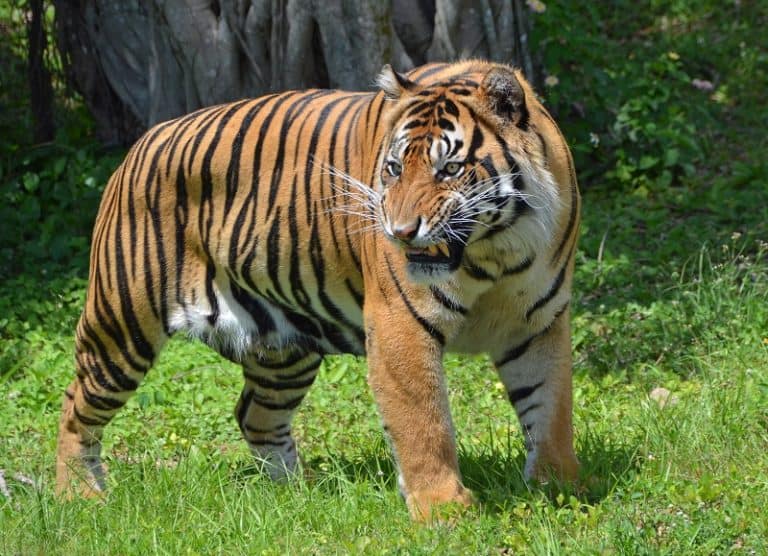 6 Rarest Tiger Species in the World - Rarest.org