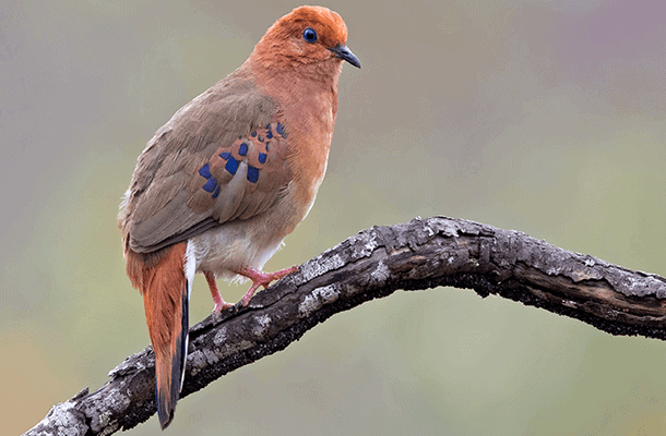 Blue-eyed Ground-Dove 