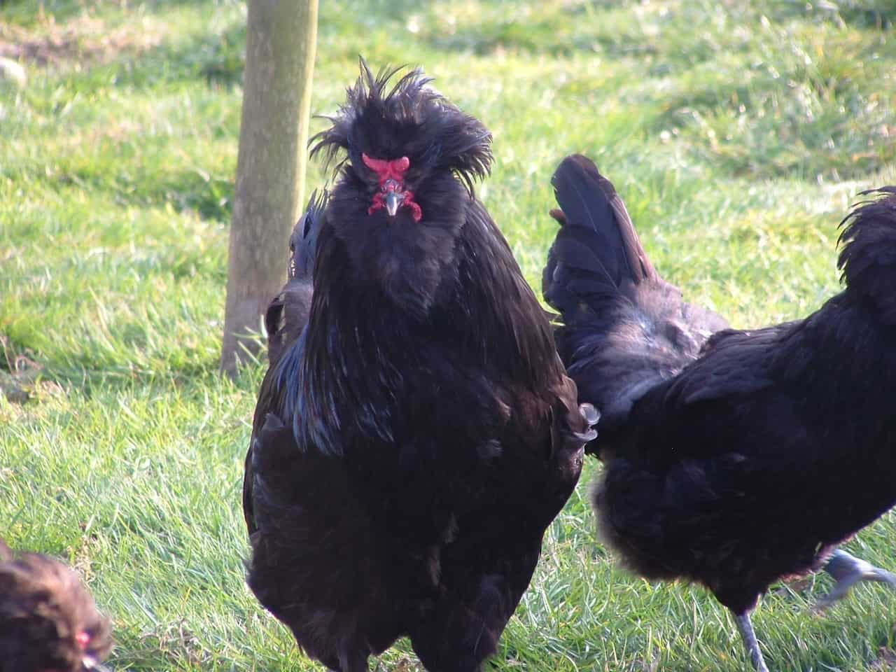 10 Rarest Chicken Breeds in the World - Rarest.org