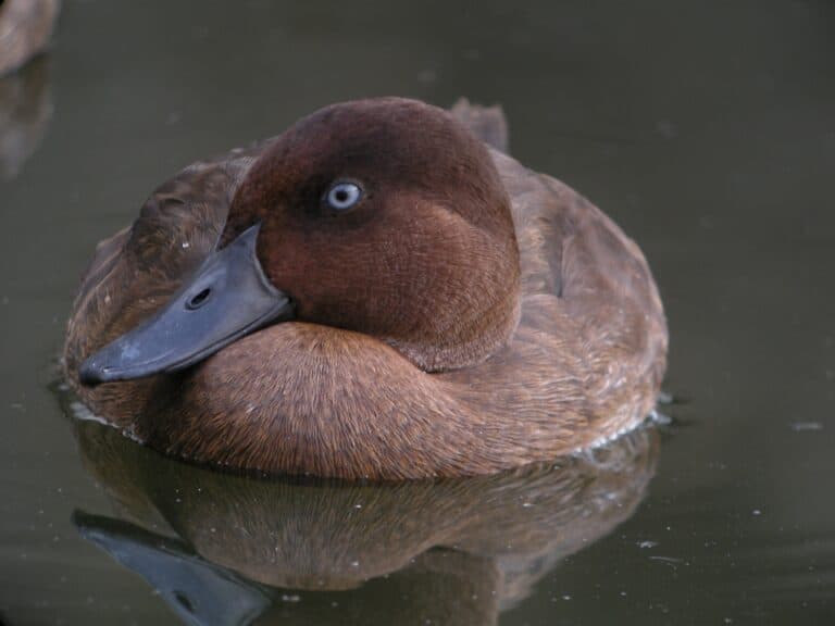 Top 10 Rarest Birds 10 Rarest Birds in the World - Rarest.org