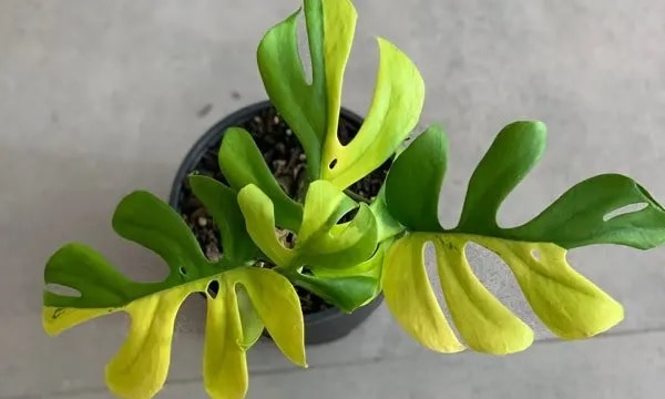 Variegated Philodendron Minima