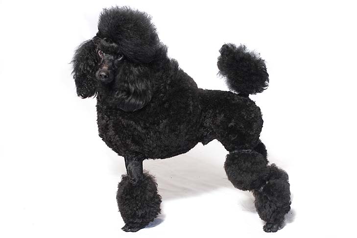 why do poodles change colors