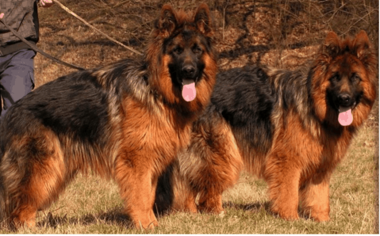 8-rarest-german-shepherd-colors-rarest