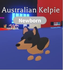 Australian Kelpie