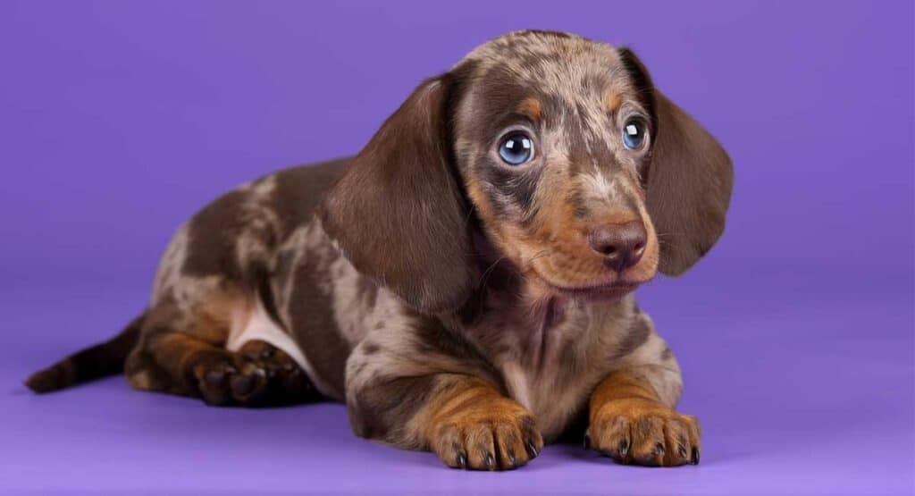 10 Rarest Dachshund Colors in the World - Rarest.org