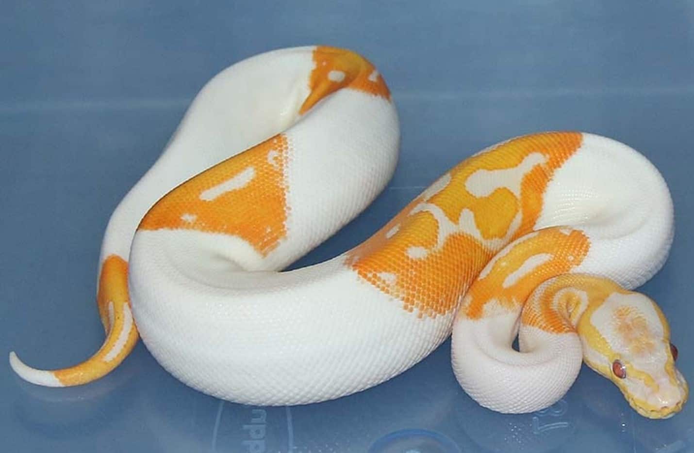 9 Rarest Ball Python Morphs Rarest