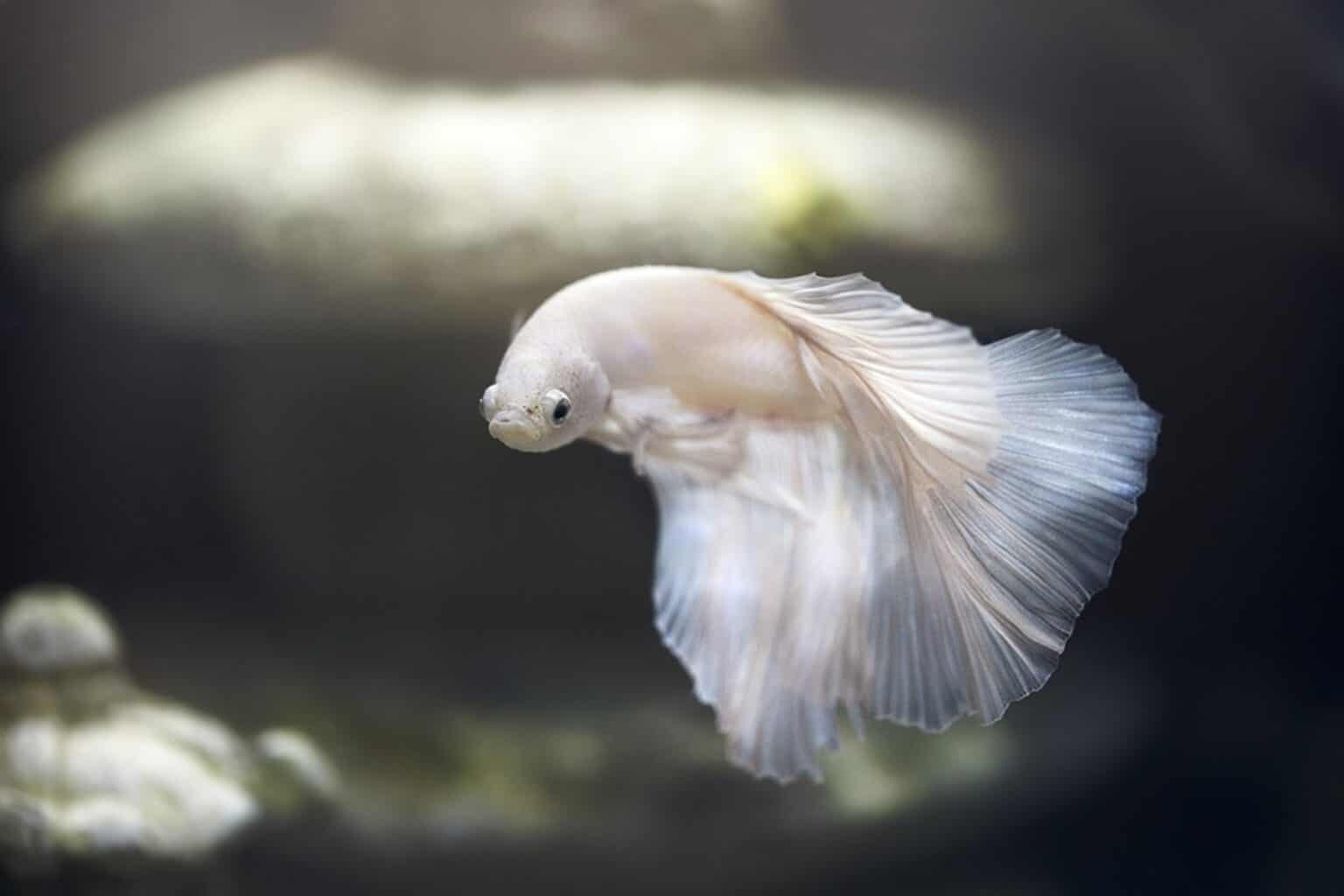 8-rarest-betta-fish-colors-ever-rarest