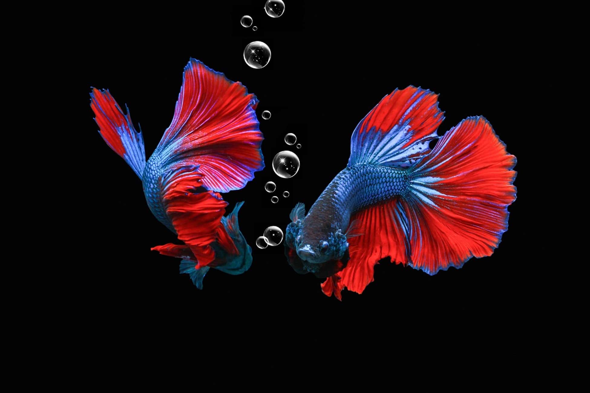 8 Rarest Betta Fish Colors Ever - Rarest.org