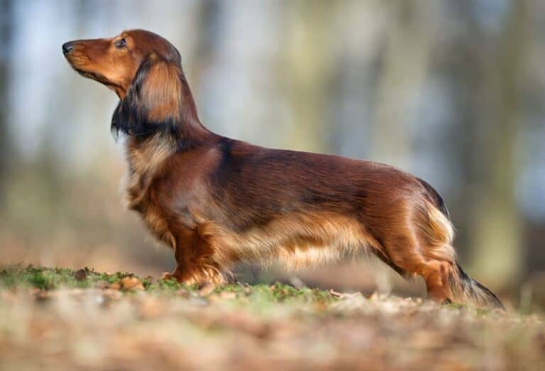 10 Rarest Dachshund Colors in the World