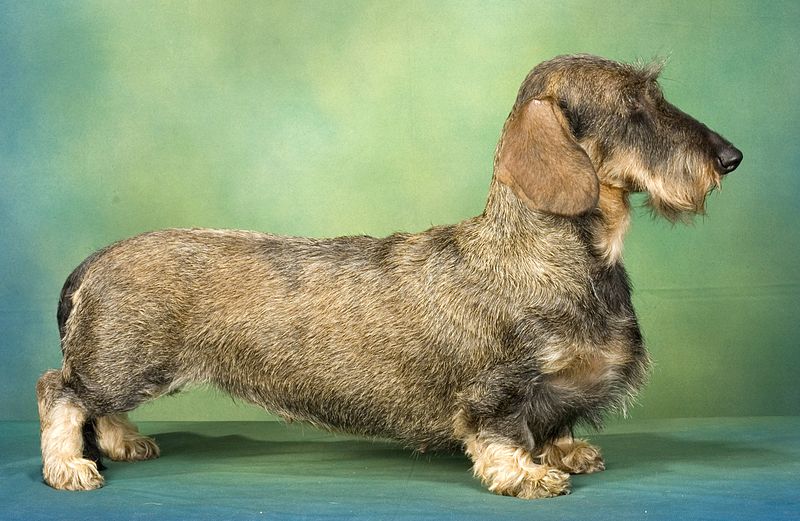 10 Rarest Dachshund Colors in the World - Rarest.org