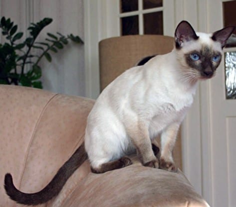 8 Types of Rarest Siamese Cats 