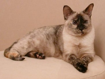 8 Types of Rarest Siamese Cats - Rarest.org