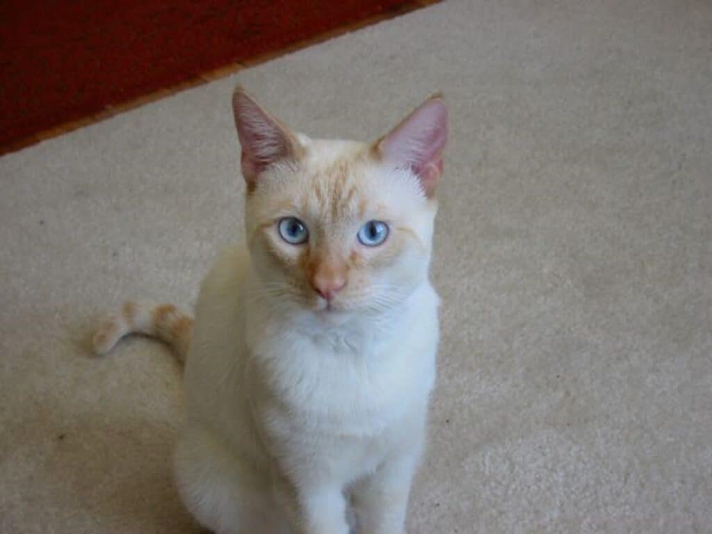 Pin's Les CHAT SIAMOIS couleur Blanc Gris Cat Katze BALLARD *Rare*  #H2 