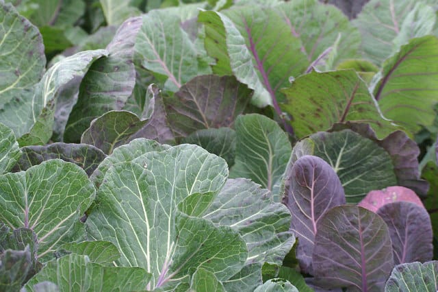 Shetland Cabbage/Kale 