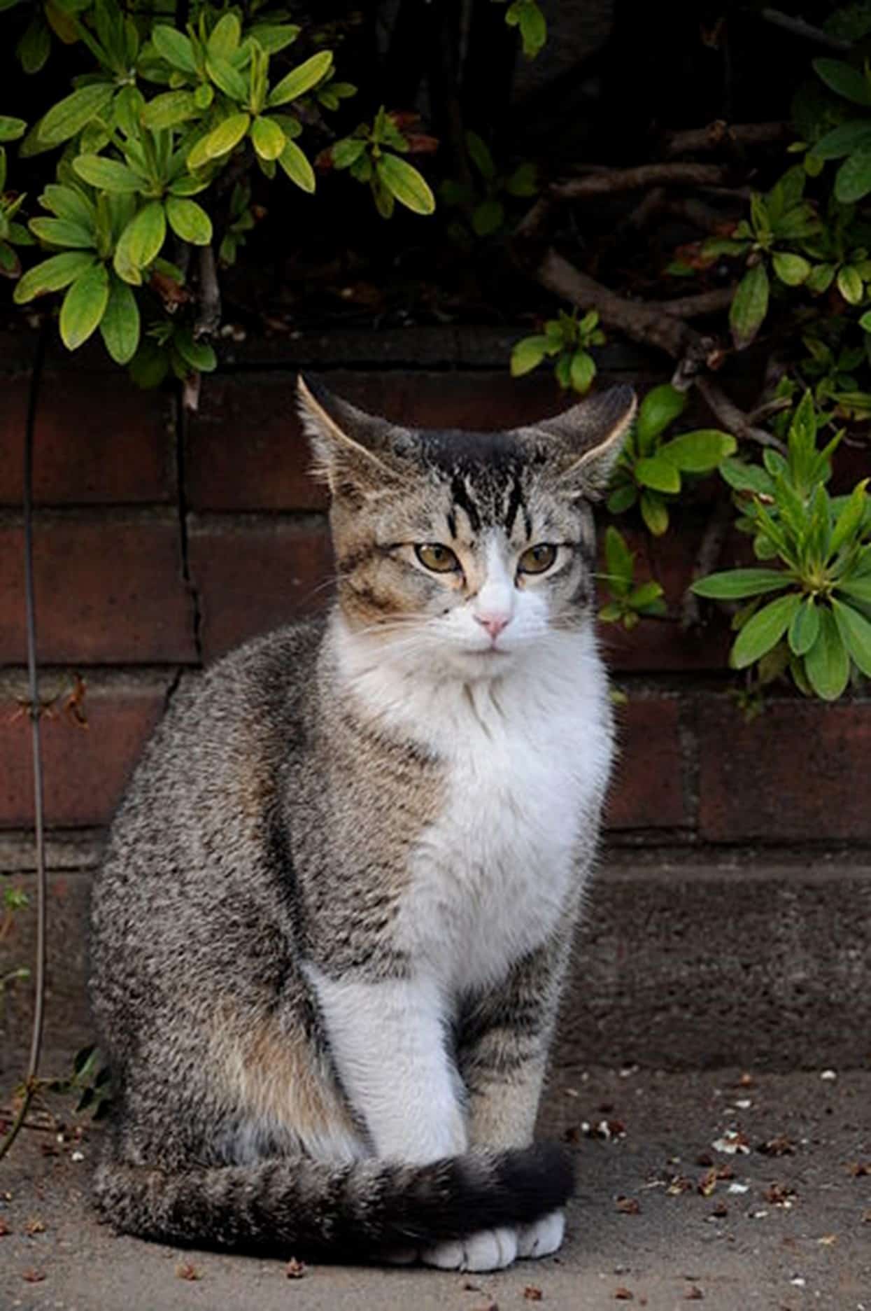 8 Of The Rarest Cat Colors Ever - Rarest.org