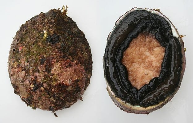Brown-Lipped Abalone