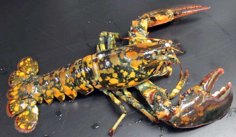 Calico Lobster