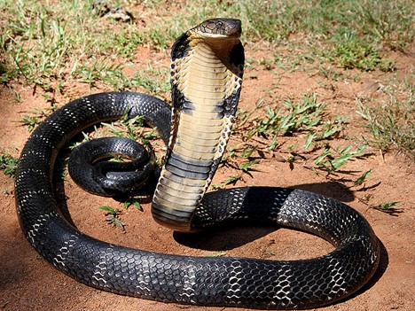 King Cobra Venom