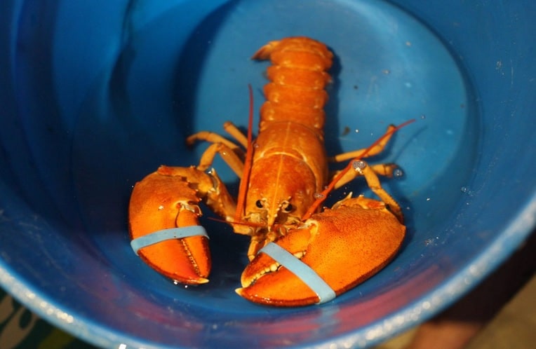 Orange Lobster 