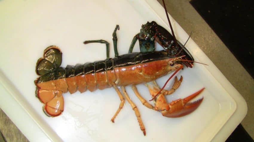 Split-Colored Lobster 