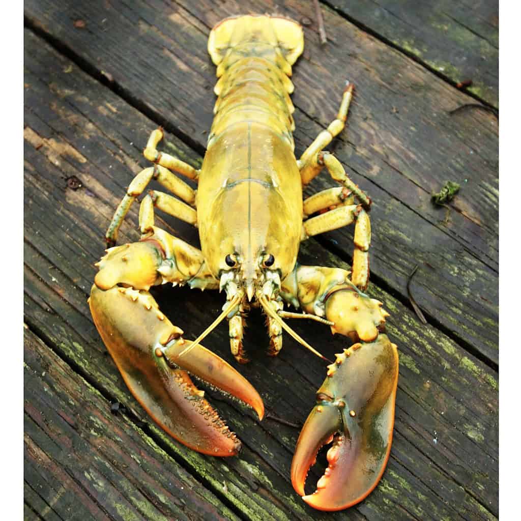 Yellow Lobster 