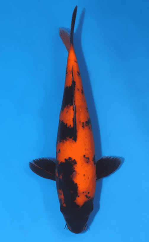 10 Most Expensive Types Of Koi Fish In The World - Rarest.Org