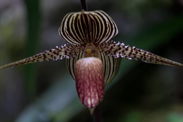 Gold of Kinabalu Orchid