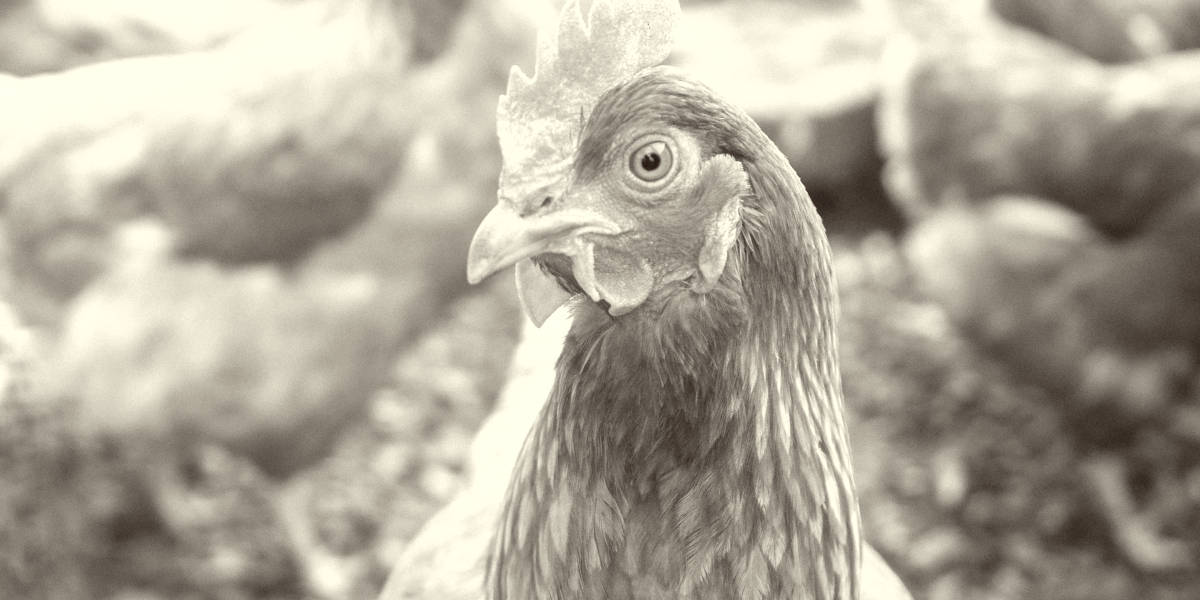 Most Expensive Chicken Breeds