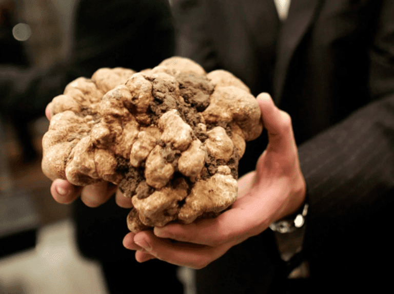 8 Most Expensive Truffles in the World - Rarest.org