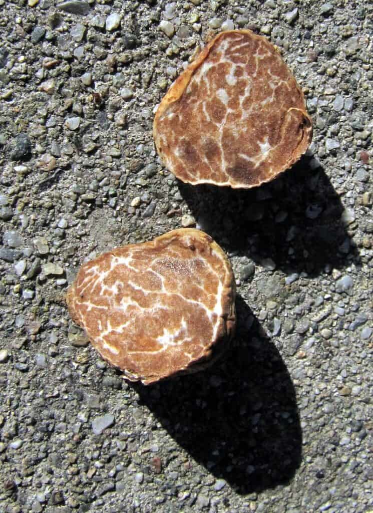 Oregon Truffles