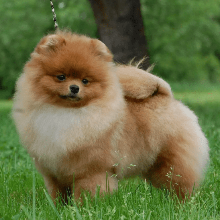 What Color Pomeranian Is the Most Expensive? (Top 10 Ranked) - Rarest.org